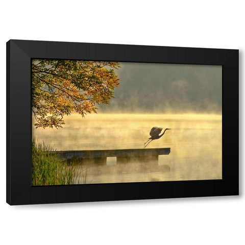 Morning flight Black Modern Wood Framed Art Print with Double Matting by Zhang, Eric
