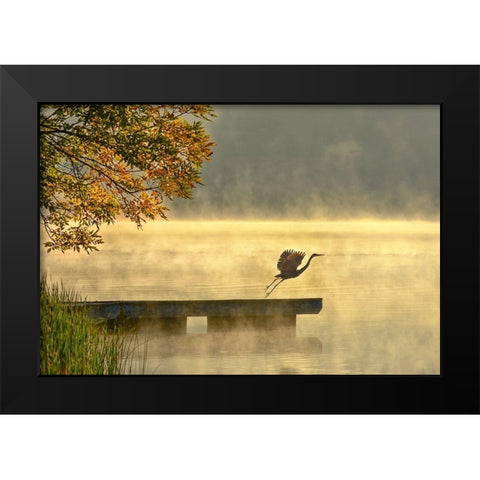 Morning flight Black Modern Wood Framed Art Print by Zhang, Eric