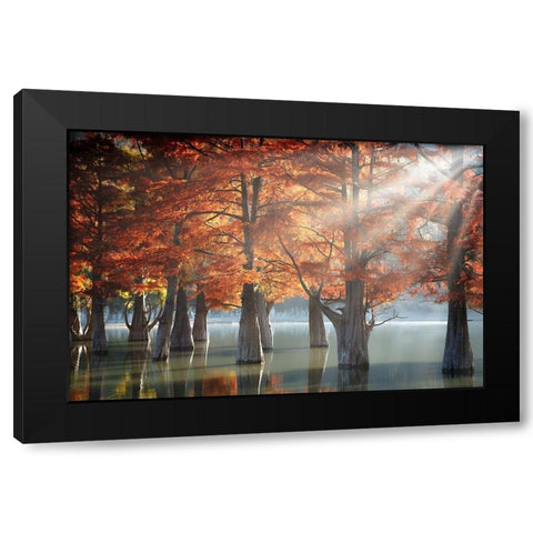 Sunny Cypress Trees Black Modern Wood Framed Art Print by Nesvetaylov, Dmitry