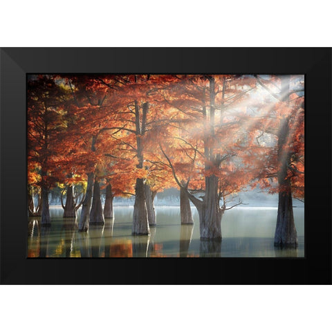 Sunny Cypress Trees Black Modern Wood Framed Art Print by Nesvetaylov, Dmitry