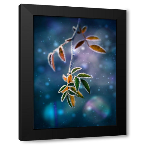 First Frost Black Modern Wood Framed Art Print with Double Matting by Georgieva V, Nikki