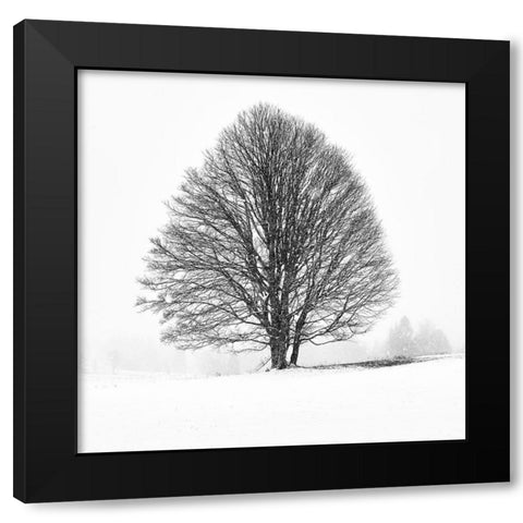 Lonely Tree I Black Modern Wood Framed Art Print by Froyda, Martin