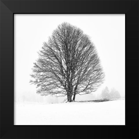 Lonely Tree I Black Modern Wood Framed Art Print by Froyda, Martin