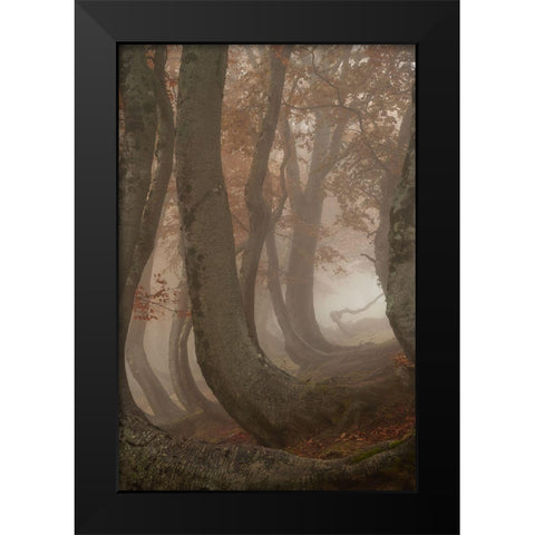 Twisted Beeches Black Modern Wood Framed Art Print by Marchegiani, Roberto