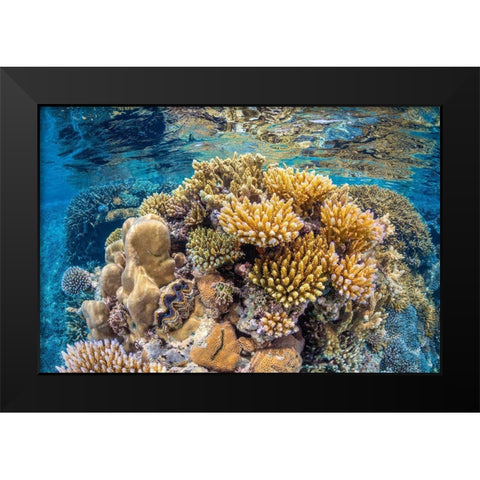 Reef of Mayotte Black Modern Wood Framed Art Print by Gabriel, Barathieu