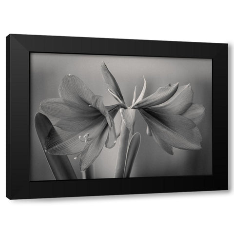 Elegance Black Modern Wood Framed Art Print by Rauwerdink, Jan
