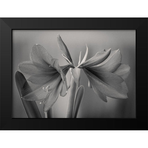 Elegance Black Modern Wood Framed Art Print by Rauwerdink, Jan