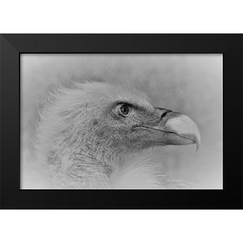 Bald Eagle Black Modern Wood Framed Art Print by Andreescu, Cristian