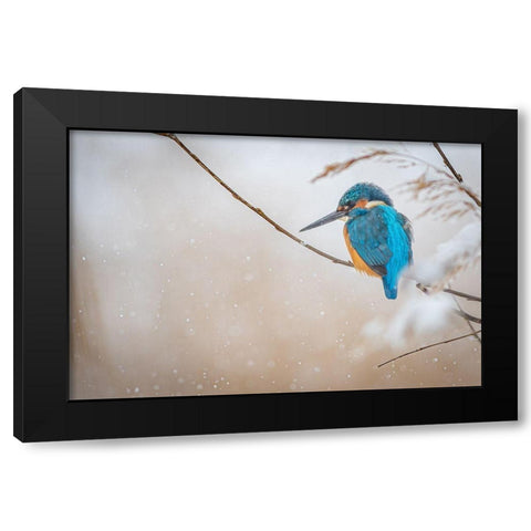 Common Kingfisher Black Modern Wood Framed Art Print with Double Matting by Vasilev, Yordan