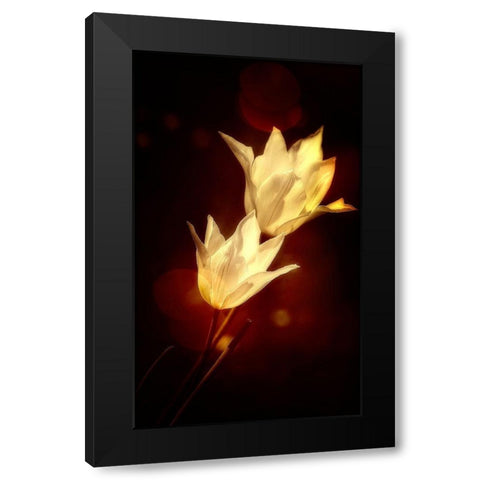 White Tulips Black Modern Wood Framed Art Print by Cseresnjes, Anna