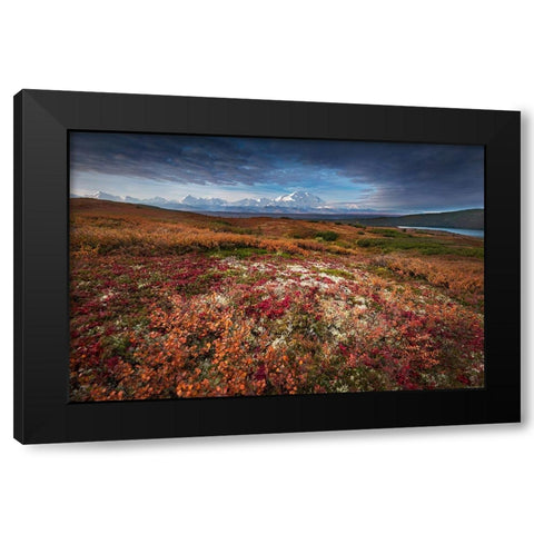 Denali in Fall color at sunrise-Wonder Lake Camping Ground Black Modern Wood Framed Art Print by Howard Liu, Hao