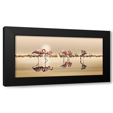 FLAMINGOS Black Modern Wood Framed Art Print with Double Matting by OSMAN, NASSER