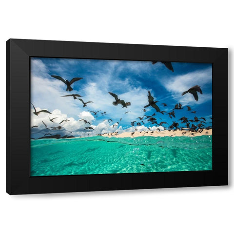 Ocean bird Black Modern Wood Framed Art Print by Gabriel, Barathieu