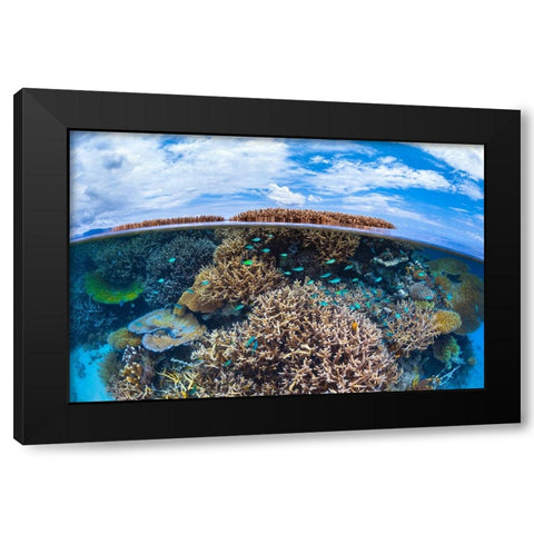 Split level from Mayotte reef Black Modern Wood Framed Art Print with Double Matting by Gabriel, Barathieu