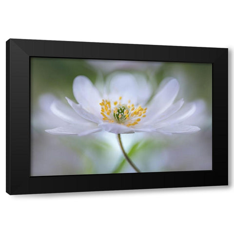 Nemorosa Nirvana Black Modern Wood Framed Art Print with Double Matting by Disher, Mandy