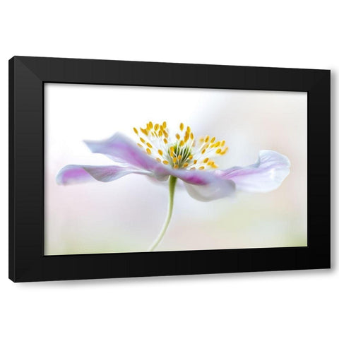 Wood Anemone Black Modern Wood Framed Art Print with Double Matting by Disher, Mandy