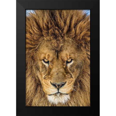 Serious Lion Black Modern Wood Framed Art Print by Centioli, Mike