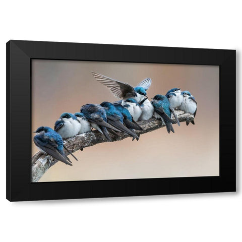 No room No problem I will make myself some room Black Modern Wood Framed Art Print by Chang, Cheng