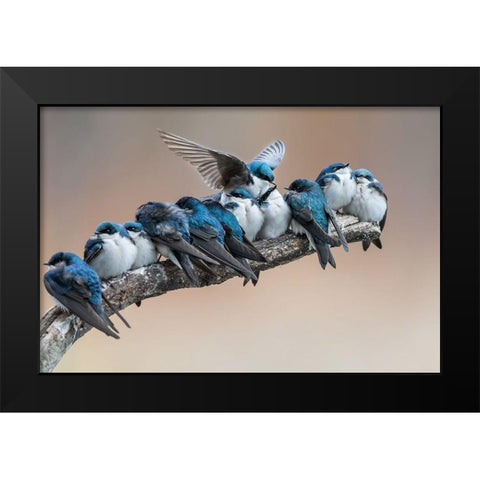 No room No problem I will make myself some room Black Modern Wood Framed Art Print by Chang, Cheng