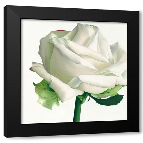 White Rose I Black Modern Wood Framed Art Print by Andrew, Stephanie