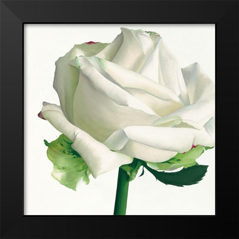 White Rose I Black Modern Wood Framed Art Print by Andrew, Stephanie
