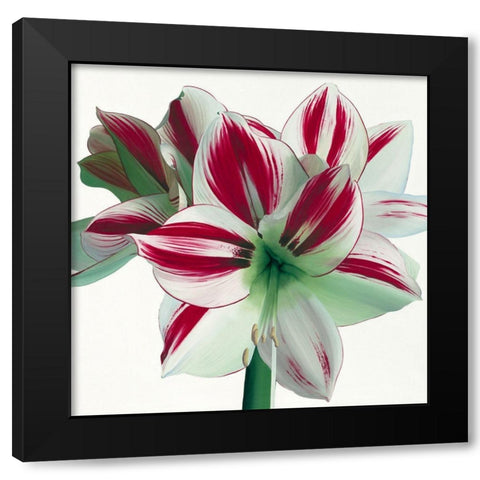 Amaryllis Black Modern Wood Framed Art Print by Andrew, Stephanie