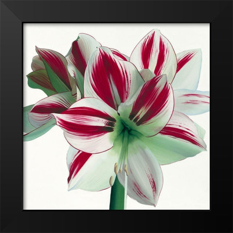 Amaryllis Black Modern Wood Framed Art Print by Andrew, Stephanie