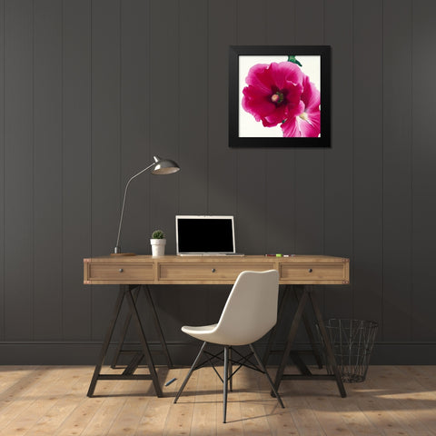 Pink Hollyhock I Black Modern Wood Framed Art Print by Andrew, Stephanie