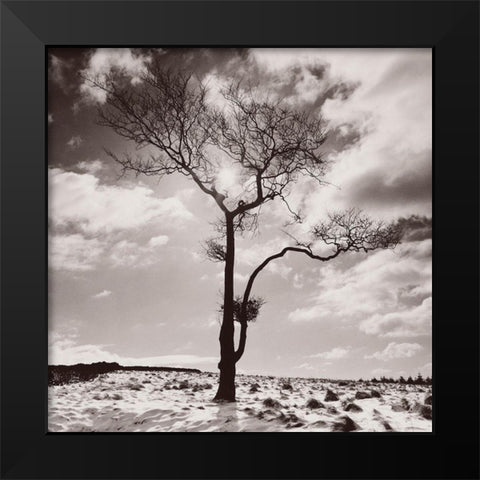 Lone Tree # 2-Peak District-England Black Modern Wood Framed Art Print by Butcher, Dave