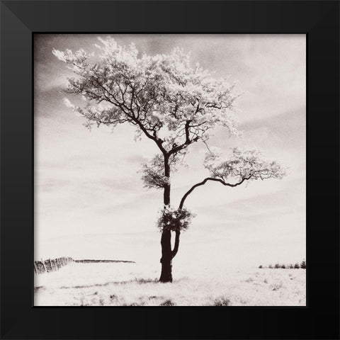 Lone Tree # 3-Peak District-England Black Modern Wood Framed Art Print by Butcher, Dave