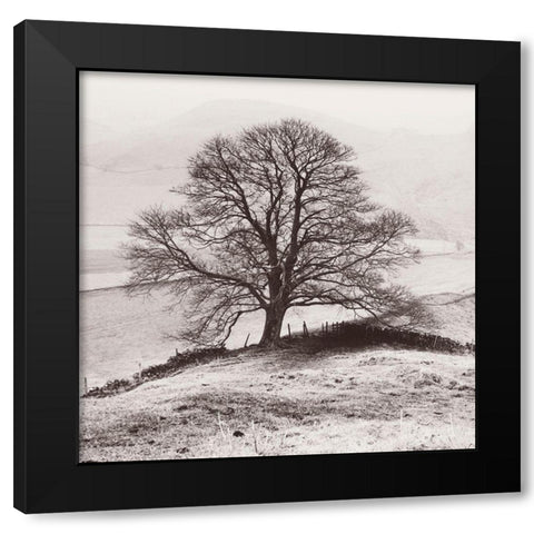 Misty Tree-Peak District- England Black Modern Wood Framed Art Print by Butcher, Dave