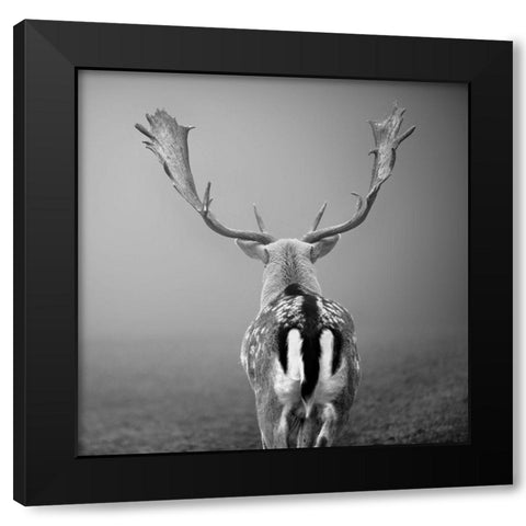 Platzhirsch... Black Modern Wood Framed Art Print with Double Matting by Steger, Uwe
