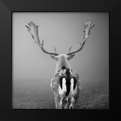 Platzhirsch... Black Modern Wood Framed Art Print by Steger, Uwe