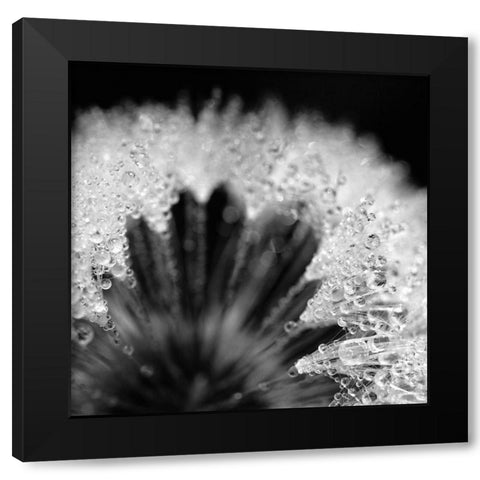 Sensitive Pearls Black Modern Wood Framed Art Print with Double Matting by Steger, Uwe