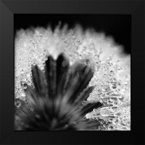 Sensitive Pearls Black Modern Wood Framed Art Print by Steger, Uwe
