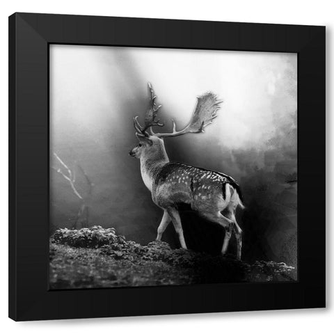 Wildwechsel Black Modern Wood Framed Art Print with Double Matting by Steger, Uwe
