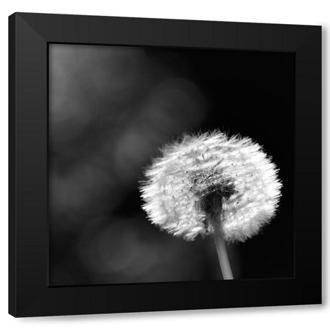 Summerspirit... Black Modern Wood Framed Art Print by Steger, Uwe