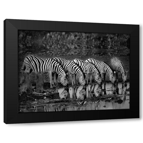 Zebras Reflection Black Modern Wood Framed Art Print with Double Matting by Ortega, Xavier