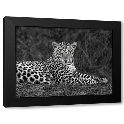 Leopard Portrait Black Modern Wood Framed Art Print with Double Matting by Ortega, Xavier