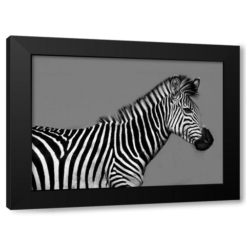 Cebra Retrato Black Modern Wood Framed Art Print with Double Matting by Ortega, Xavier