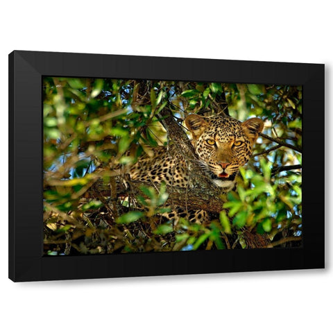 Leopard Camouflage Black Modern Wood Framed Art Print with Double Matting by Ortega, Xavier