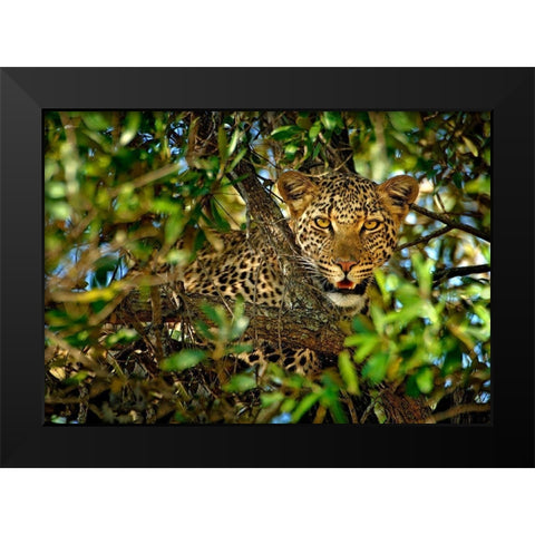 Leopard Camouflage Black Modern Wood Framed Art Print by Ortega, Xavier