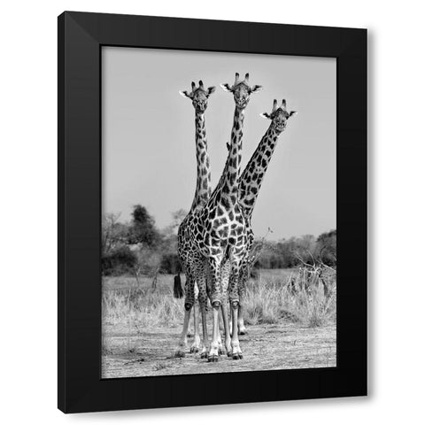 Giraffes Three Black Modern Wood Framed Art Print with Double Matting by Ortega, Xavier