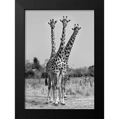Giraffes Three Black Modern Wood Framed Art Print by Ortega, Xavier