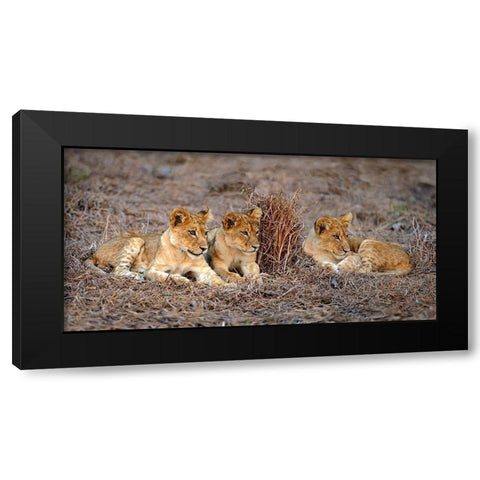 Lions Cub Black Modern Wood Framed Art Print with Double Matting by Ortega, Xavier