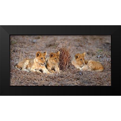 Lions Cub Black Modern Wood Framed Art Print by Ortega, Xavier