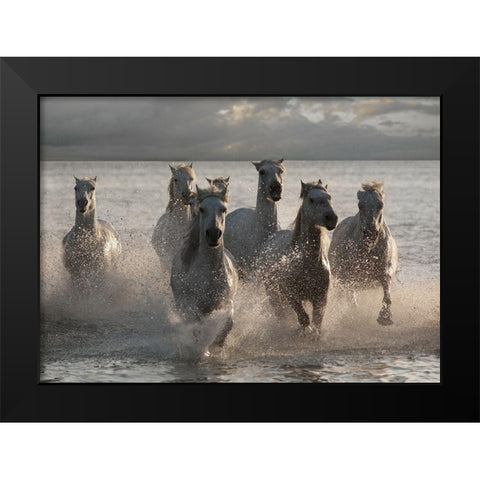 Horses Landing at the Beach Black Modern Wood Framed Art Print by Llovet, Jorge