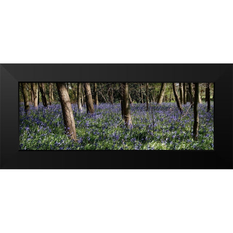 Bluebell Wood lI Black Modern Wood Framed Art Print by Lambert, Tom