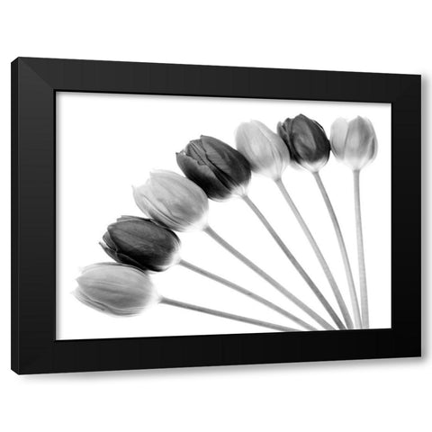 Tulips Array l Black Modern Wood Framed Art Print by Lambert, Tom