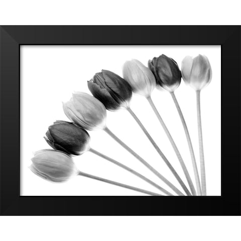 Tulips Array l Black Modern Wood Framed Art Print by Lambert, Tom